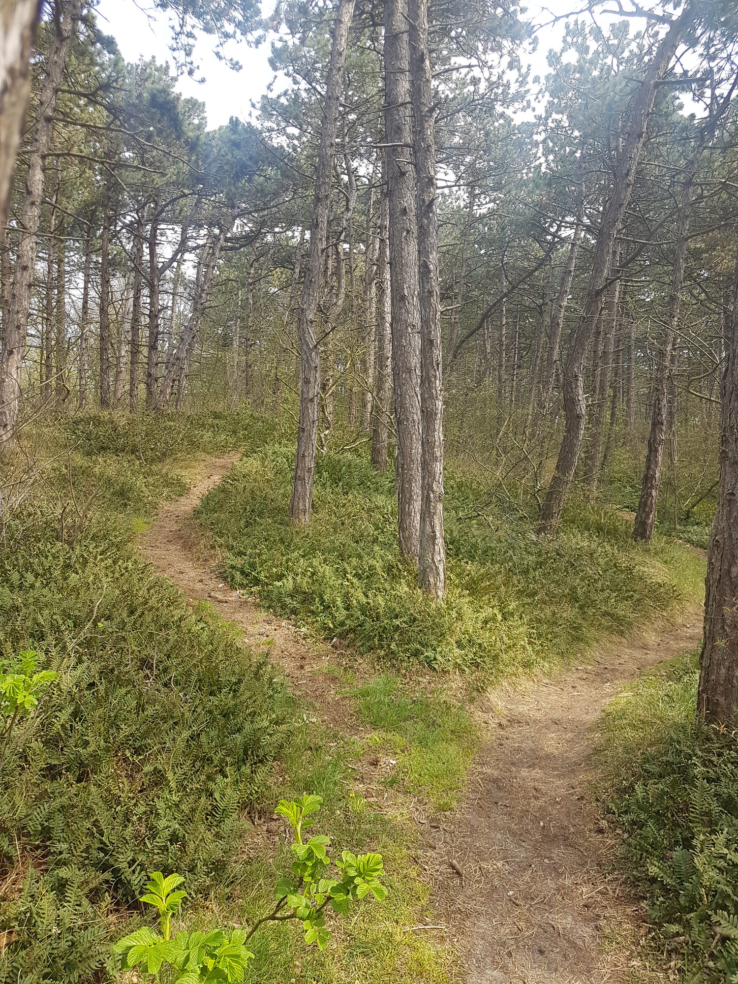 Wandelpad door het bos